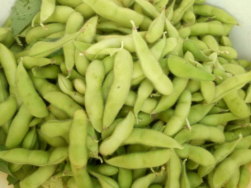 薛城区，精品毛豆大量上市中，基地直供，一手货源