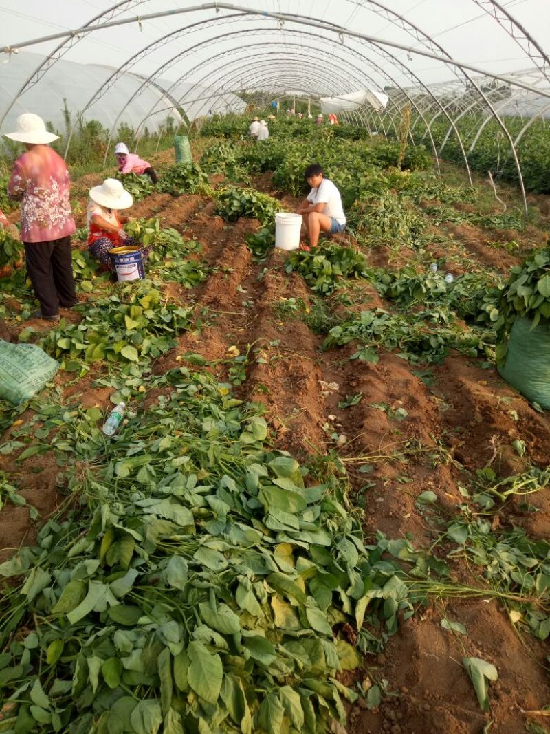 薛城区，精品毛豆大量上市中，基地直供，一手货源