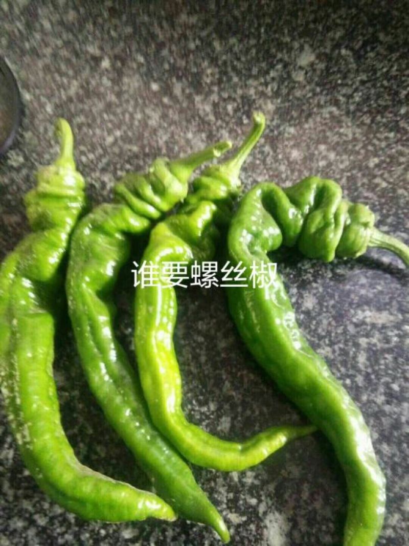 螺丝椒支持视频看货可打冷欢迎老板进店选购