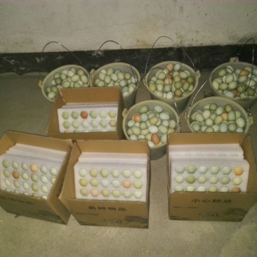 正宗的山林放养生态土鸡蛋