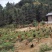 正宗的山林放养生态土鸡蛋