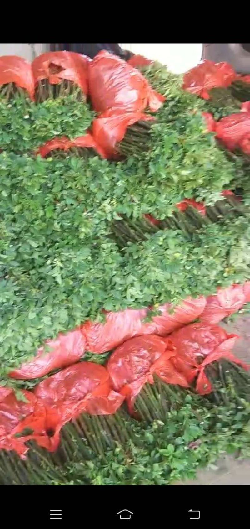 无刺蔷薇