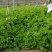 芹菜55-60