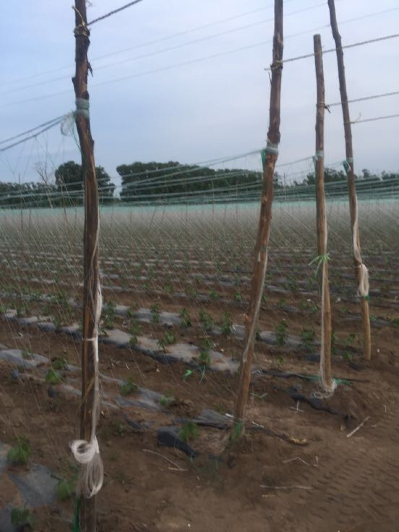 扁青芸豆20cm以上