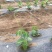 扁青芸豆20cm以上