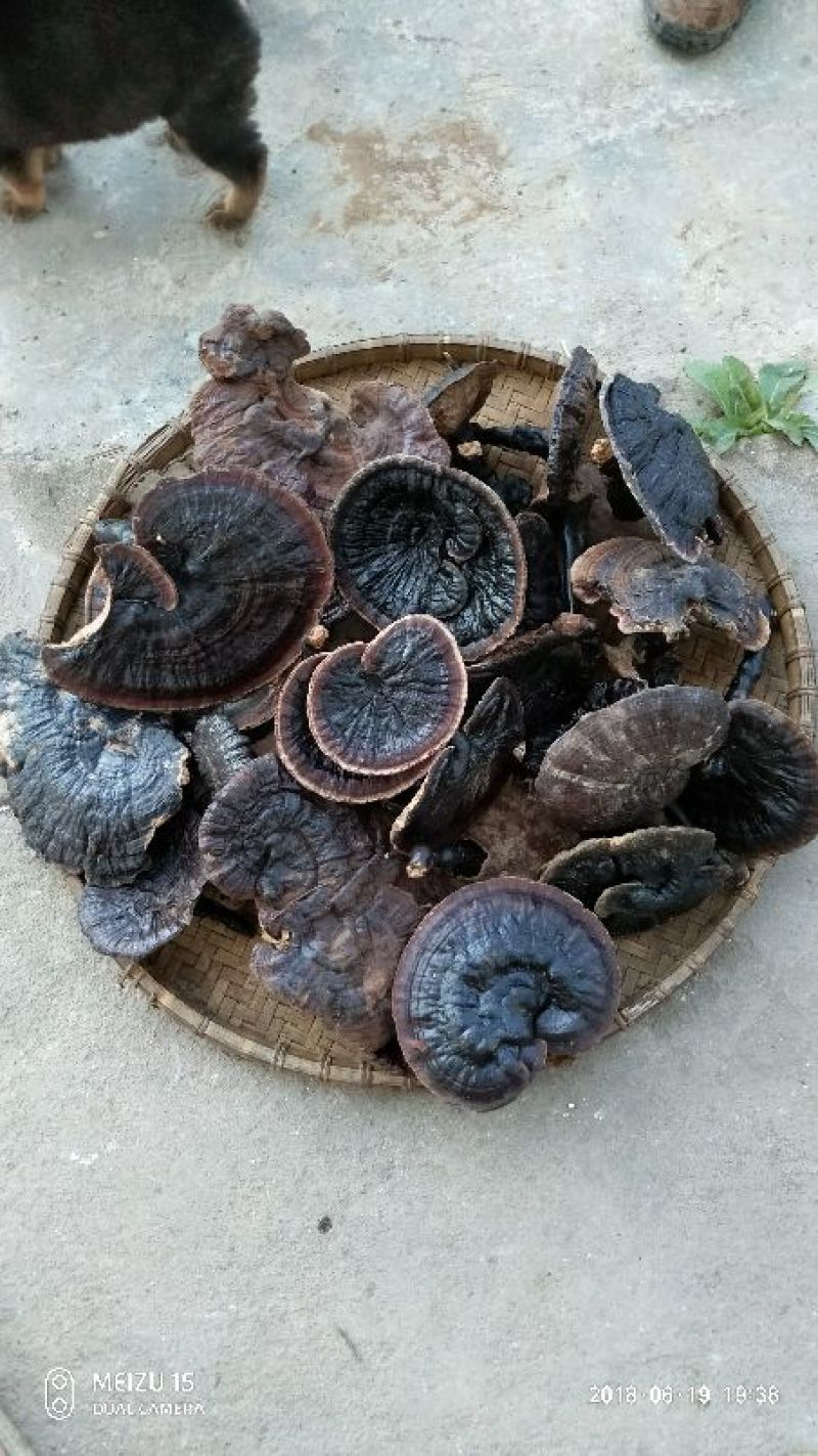 正宗野生灵芝，不是野生不要钱！