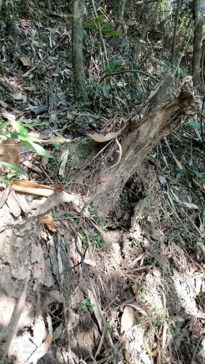 正宗野生灵芝，不是野生不要钱！