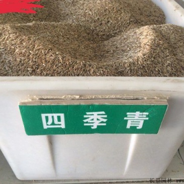 四季青草坪种子