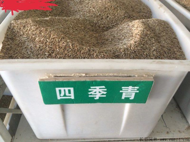 四季青草坪种子
