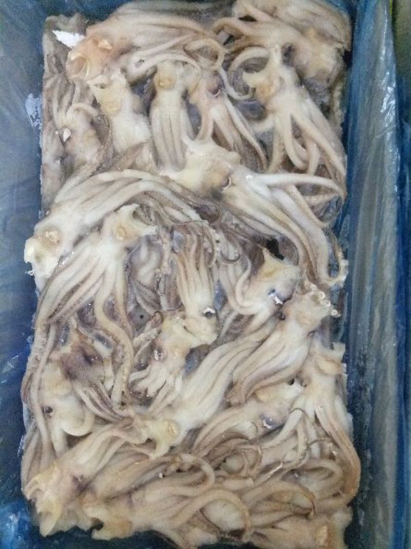 机洗鱿鱼头，6斤一件。。。。。。。。。。。。