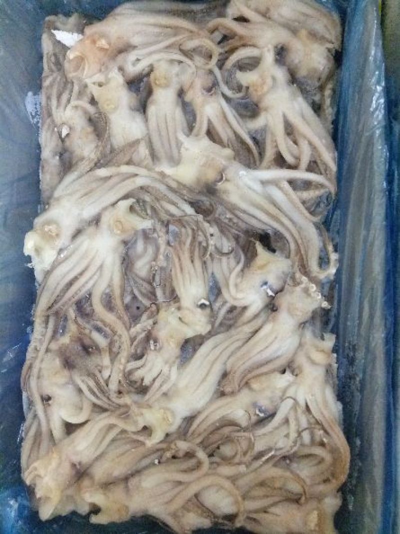 机洗鱿鱼头，6斤一件。。。。。。。。。。。。