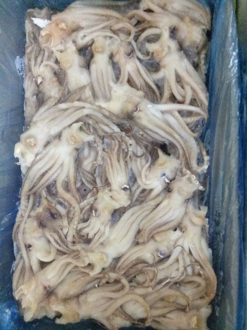 机洗鱿鱼头，6斤一件。。。。。。。。。。。。