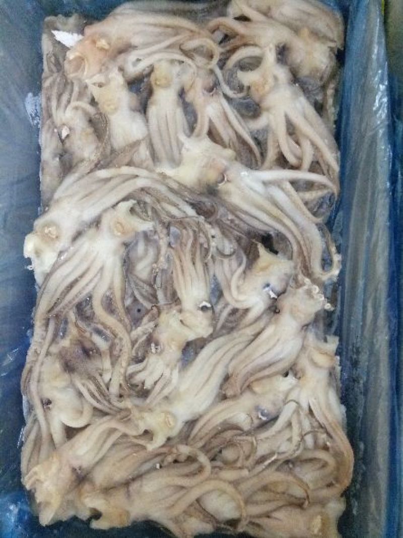 机洗鱿鱼头，6斤一件。。。。。。。。。。。。