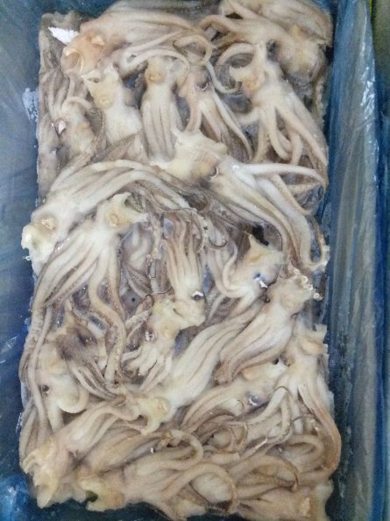 机洗鱿鱼头，6斤一件。。。。。。。。。。。。