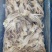 机洗鱿鱼头，6斤一件。。。。。。。。。。。。