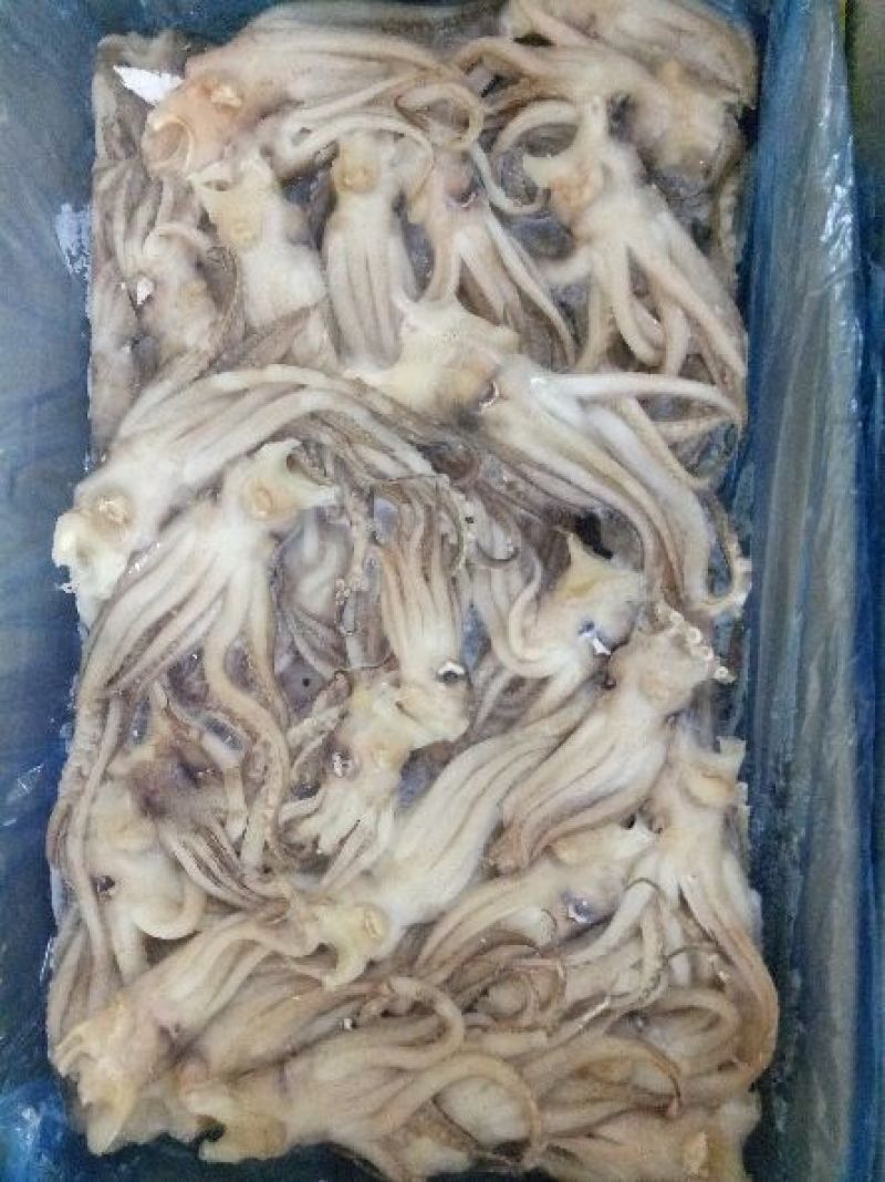 机洗鱿鱼头，6斤一件。。。。。。。。。。。。
