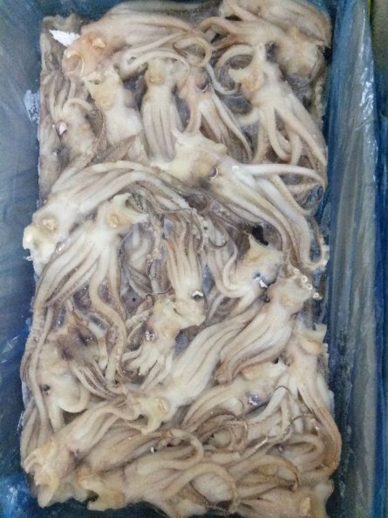 机洗鱿鱼头，6斤一件。。。。。。。。。。。。