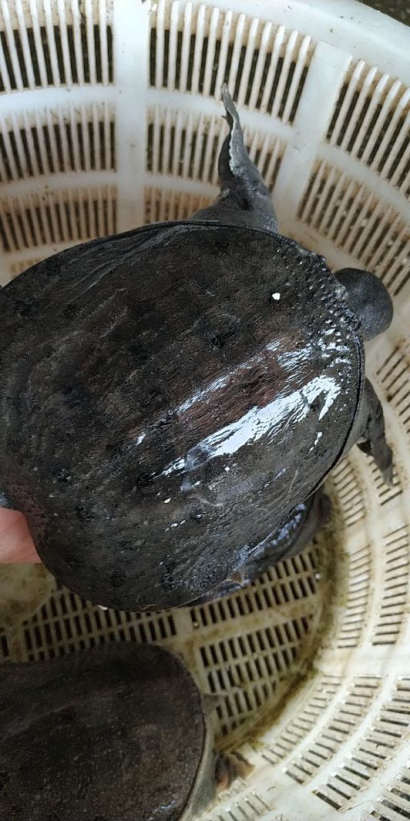 批发全规格温室生态甲鱼本地送货全国发货货源优质