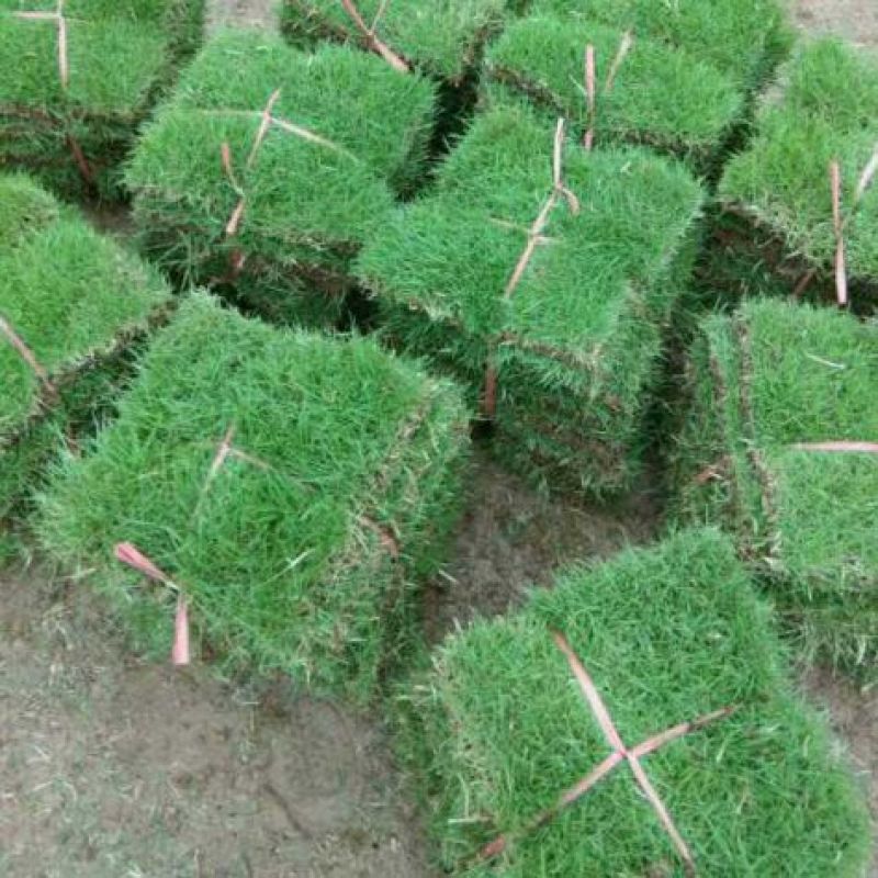 草皮，苗木，包工包料，马尼拉。