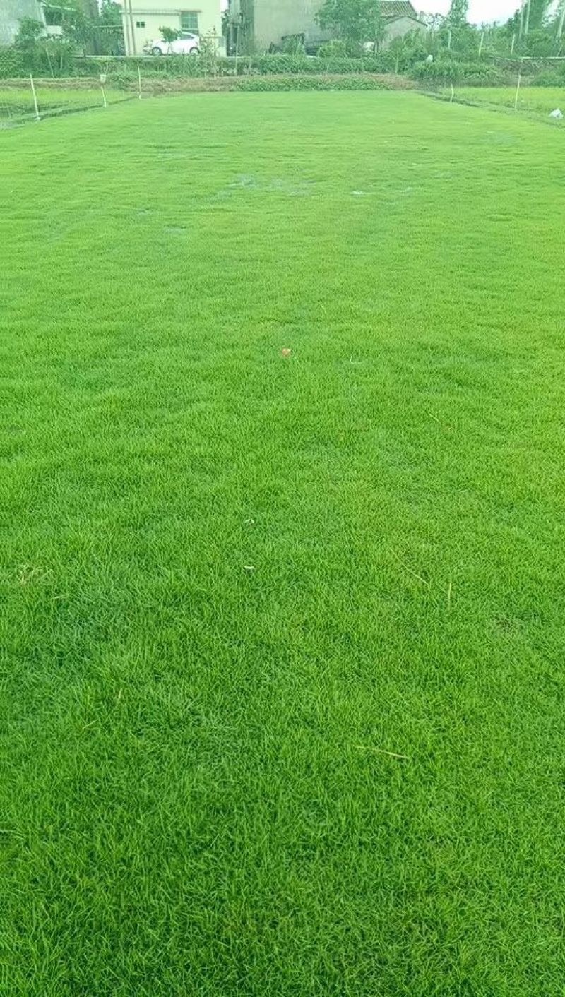 草皮，苗木，包工包料，马尼拉。