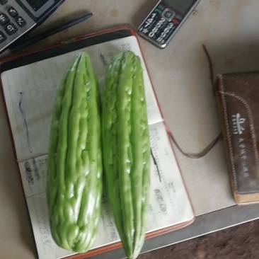 苦瓜