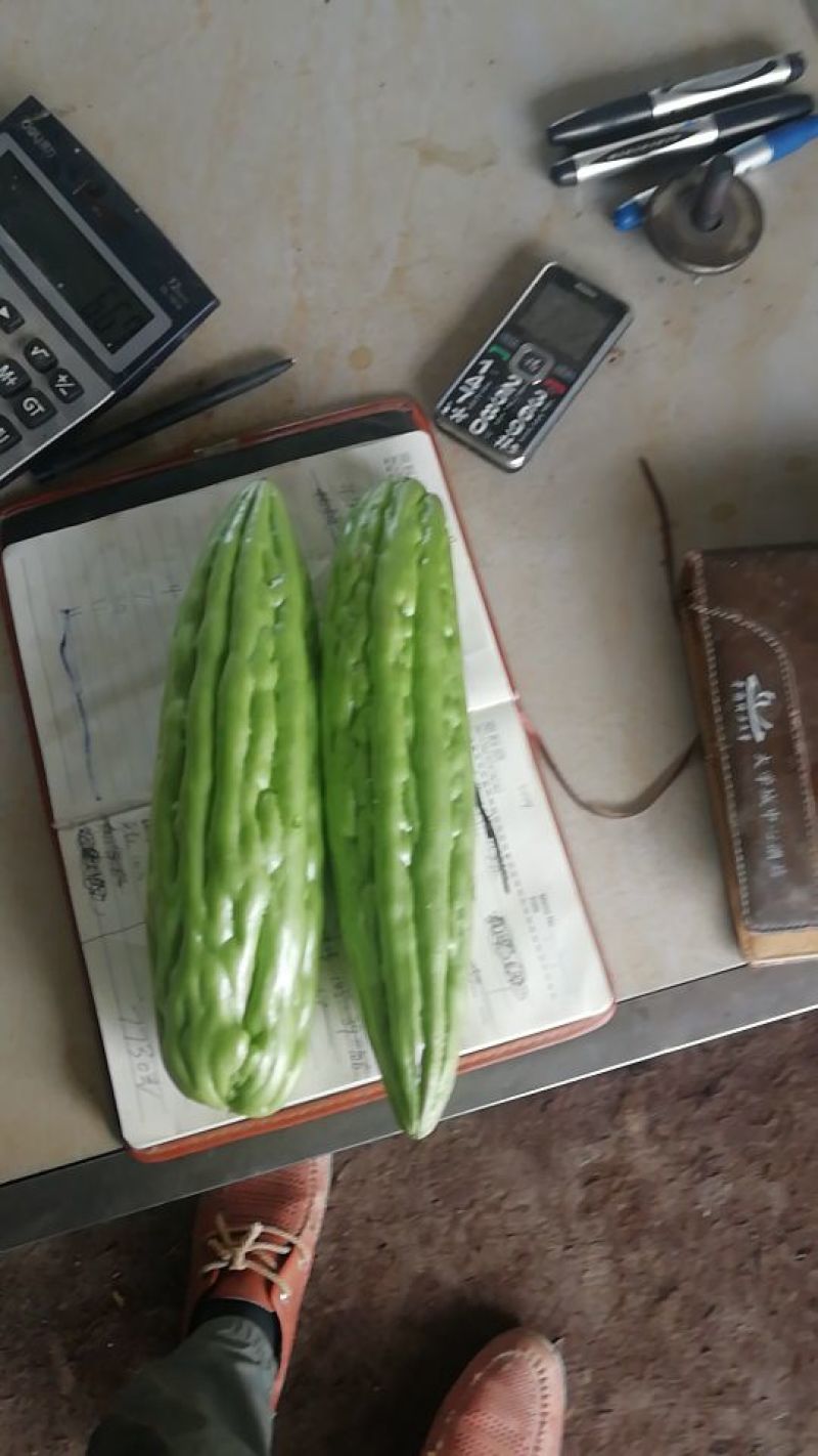 苦瓜