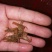澳洲淡水龙虾苗。个本大。口感好，肉质多。生长速度快。