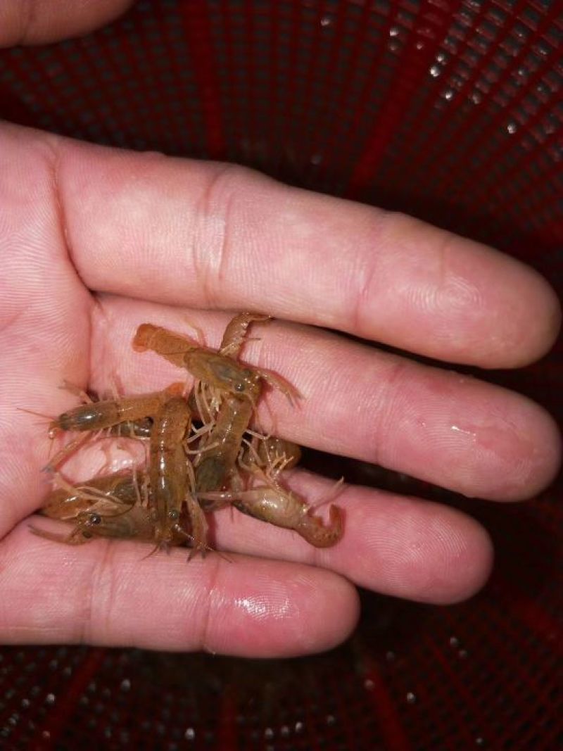 澳洲淡水龙虾苗。个本大。口感好，肉质多。生长速度快。