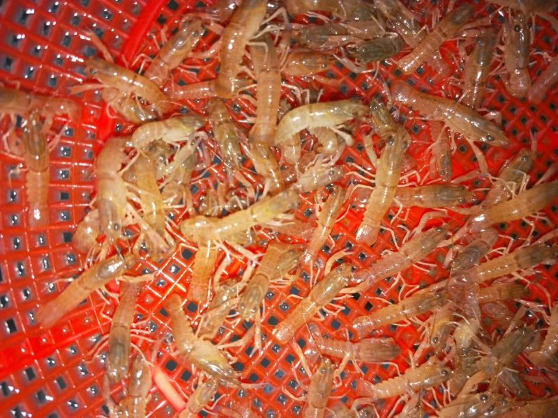 澳洲淡水龙虾苗。个本大。口感好，肉质多。生长速度快。