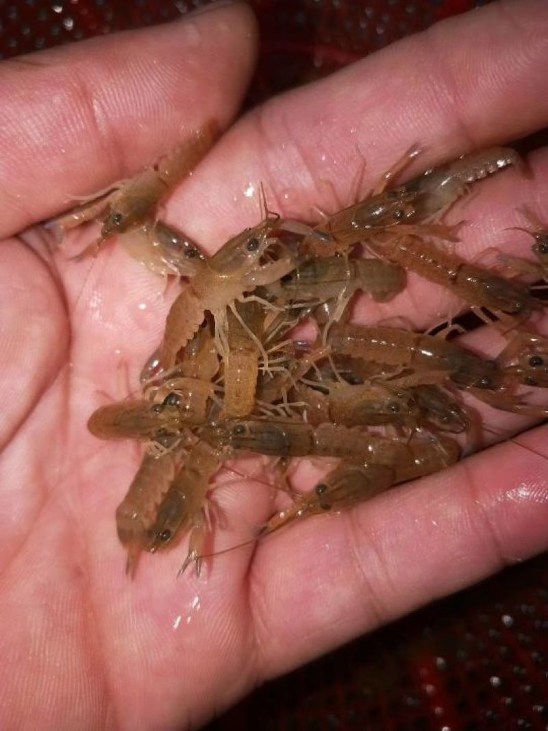 澳洲淡水龙虾苗。个本大。口感好，肉质多。生长速度快。
