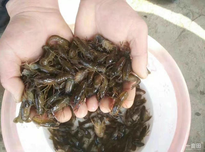 澳洲淡水龙虾苗。个本大。口感好，肉质多。生长速度快。