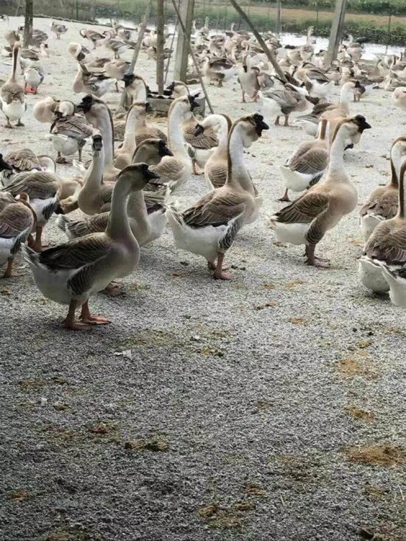 鹅狮头鹅苗