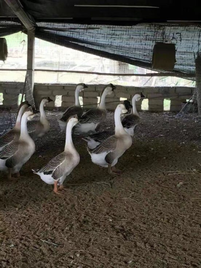鹅狮头鹅苗
