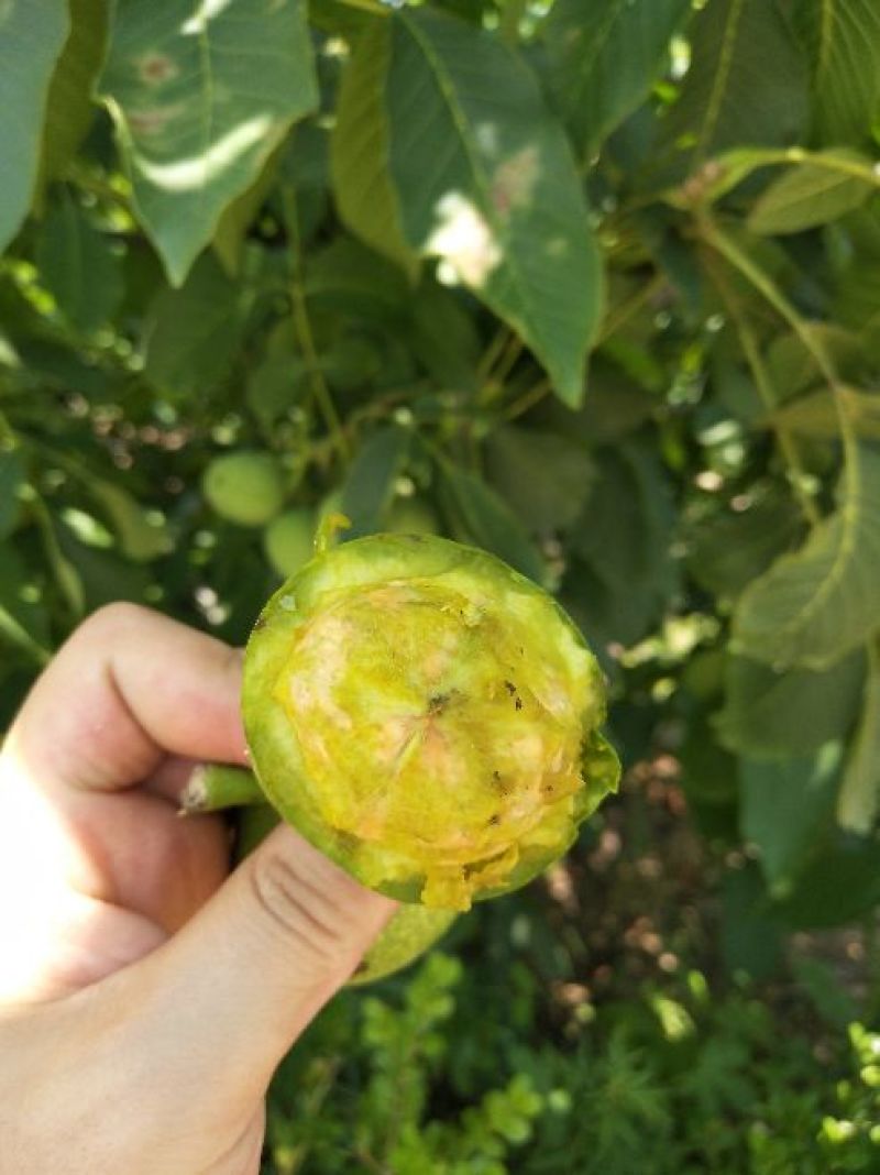 青皮核桃――预售中
