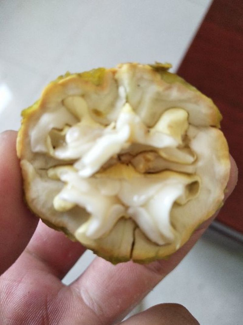 青皮核桃――预售中
