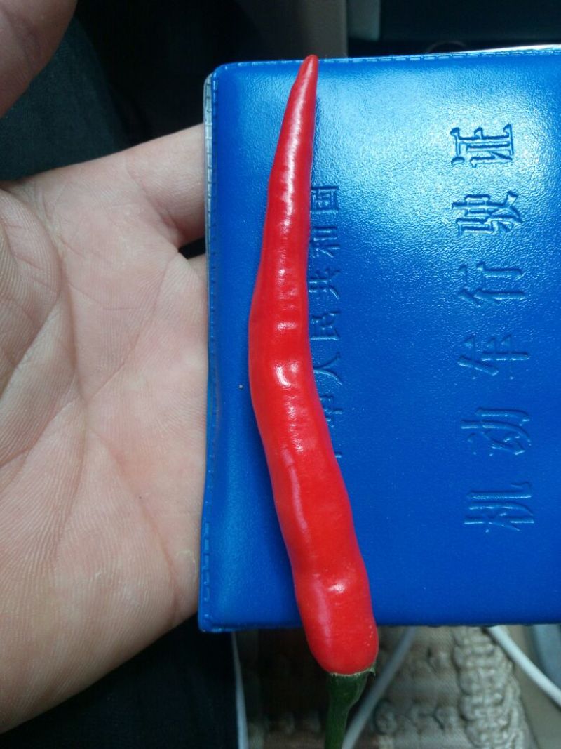 小米椒5~10厘米特辣红