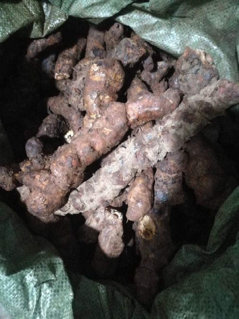 长期供应。产地直销，新鲜云南土茯苓