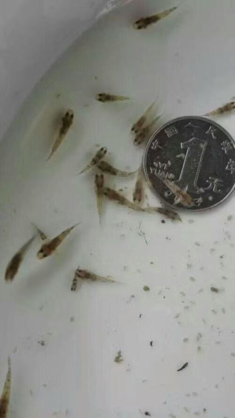 泰国杂交笋壳鱼苗规格寸苗。