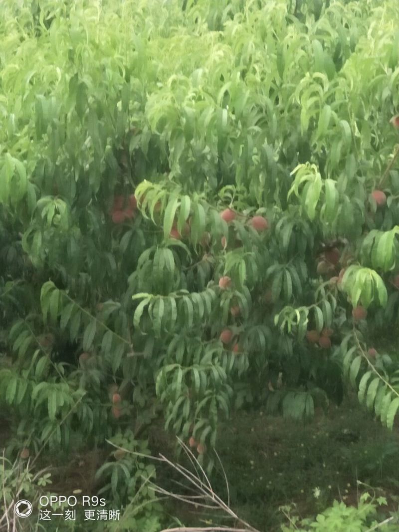 红桃，黄桃，油桃