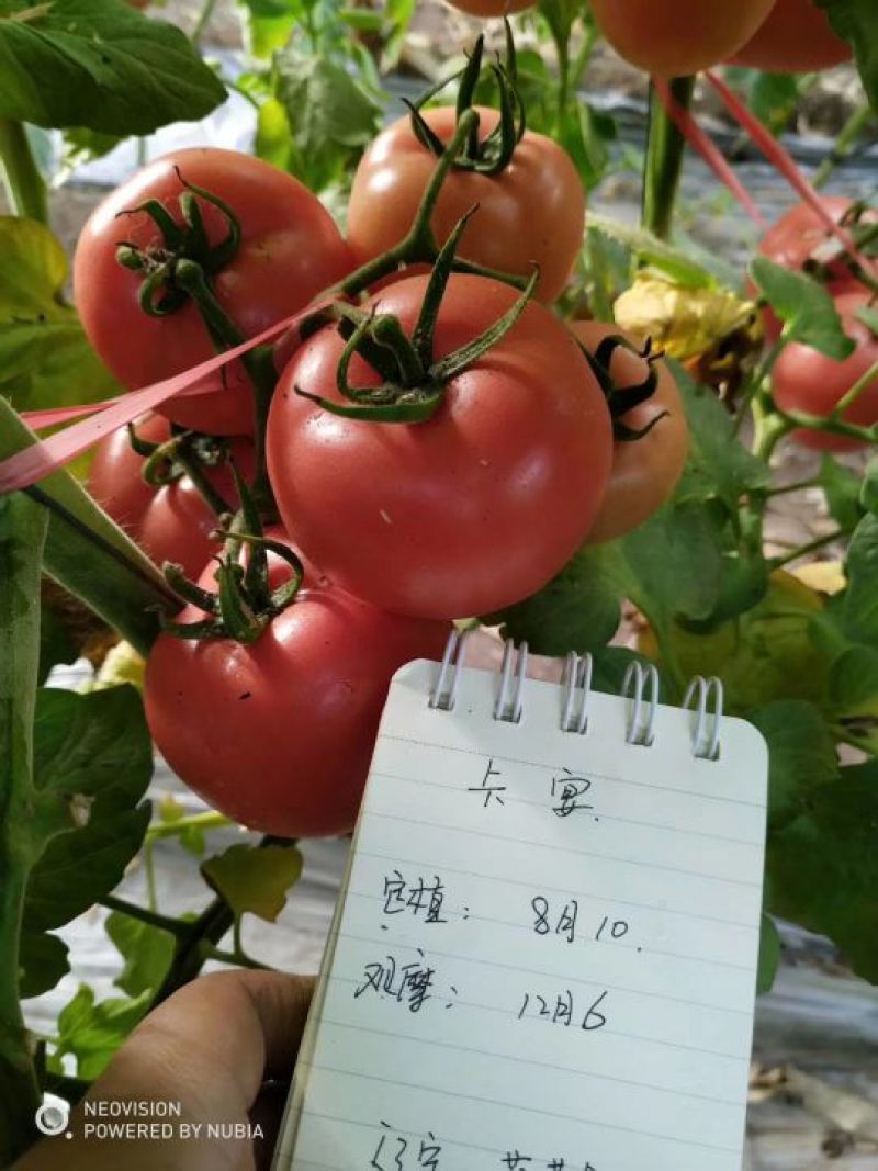 卡宴西红柿种子1000粒