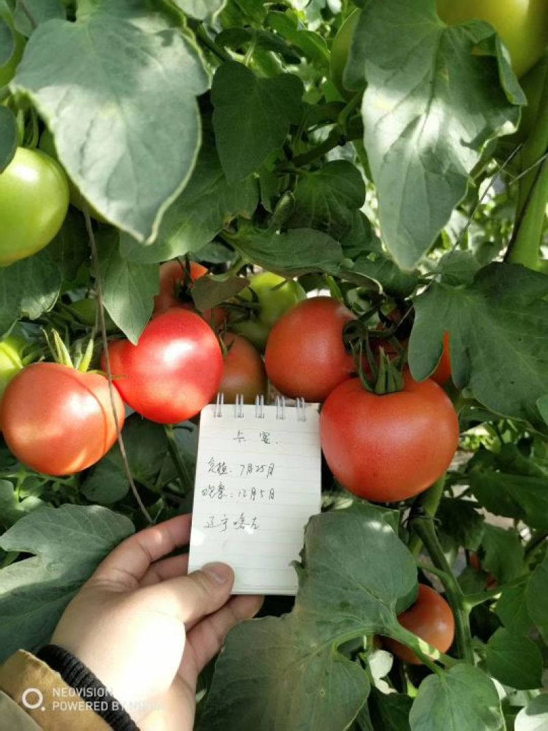 卡宴西红柿种子1000粒