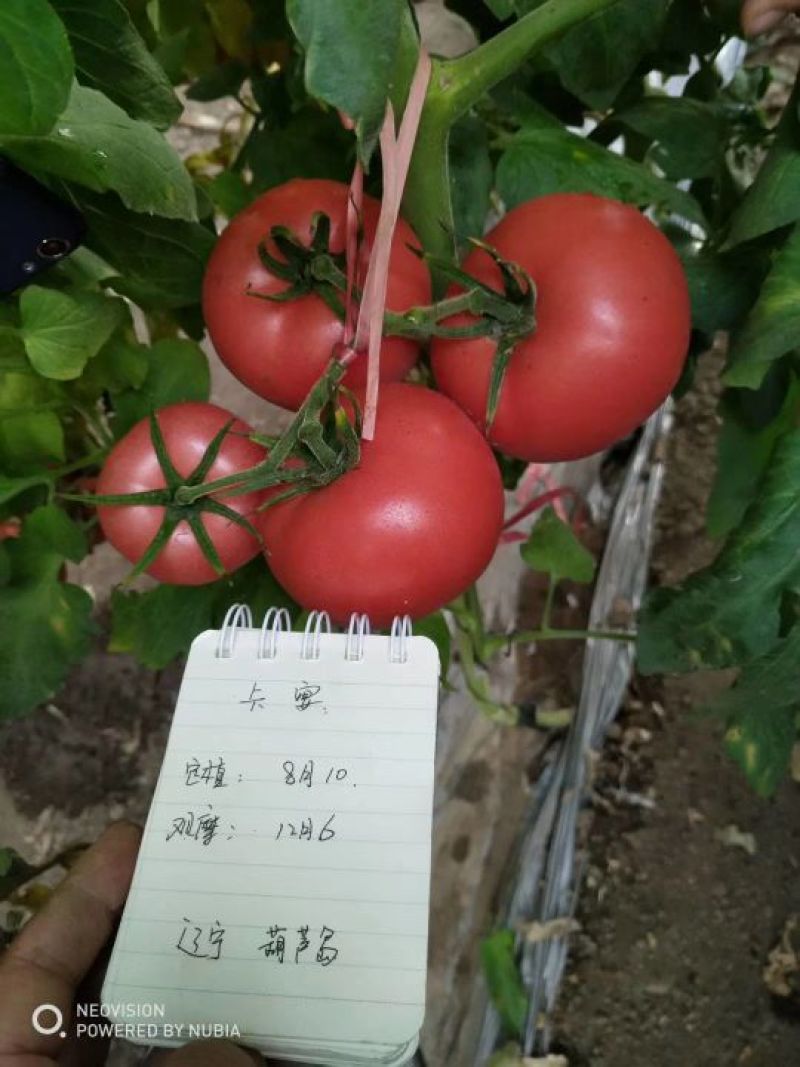 卡宴西红柿种子1000粒