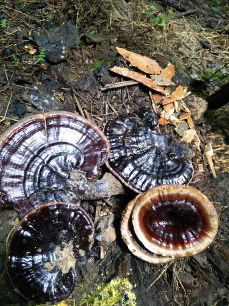 广西纯野生黑灵芝新货大山深山老林之中纯野生资源