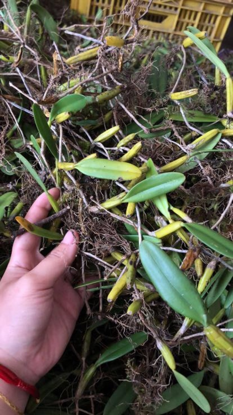 石橄榄中大果广西十万大山深山老林之中。