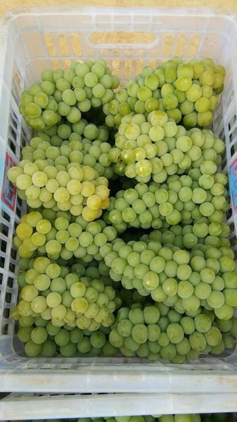水晶葡萄5%以下0.8~1斤