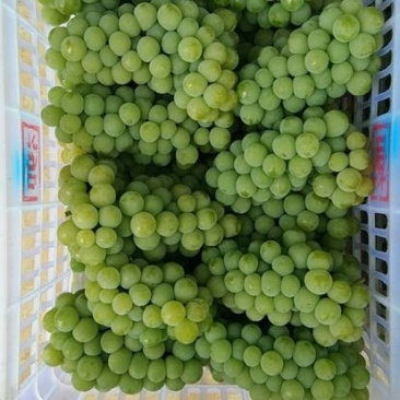 水晶葡萄5%以下0.8~1斤
