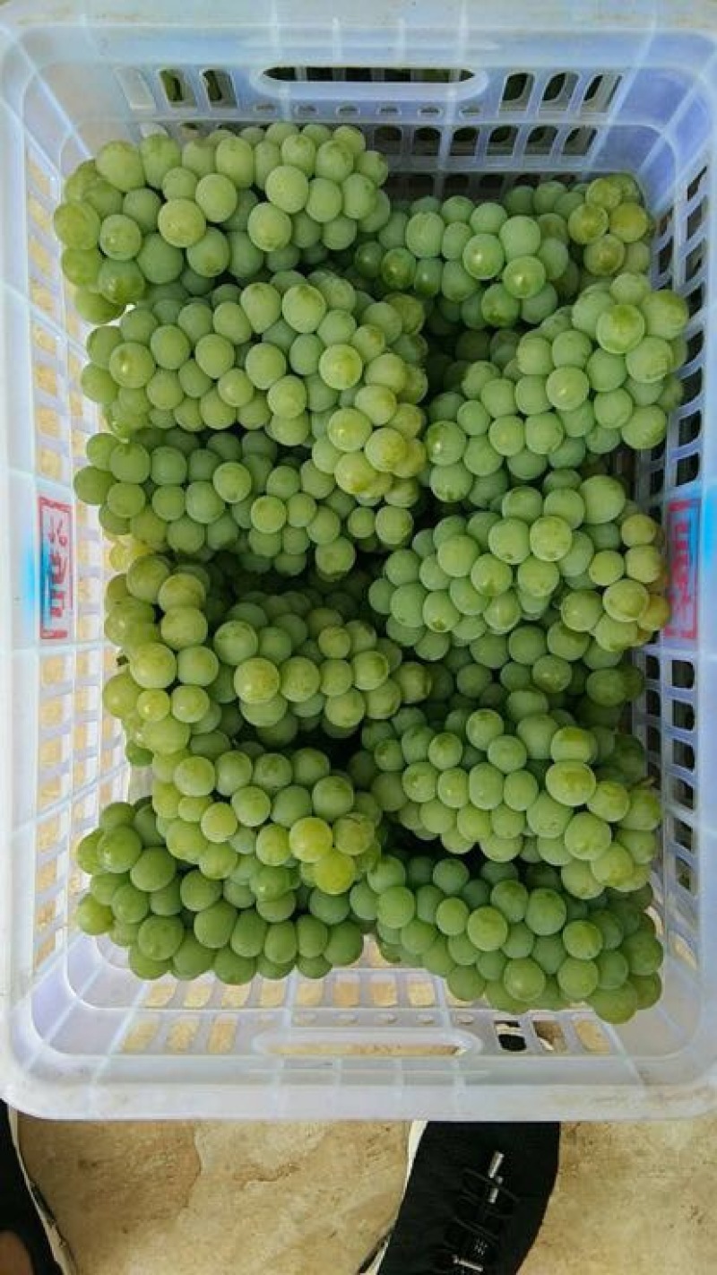 水晶葡萄5%以下0.8~1斤