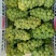 水晶葡萄5%以下0.8~1斤