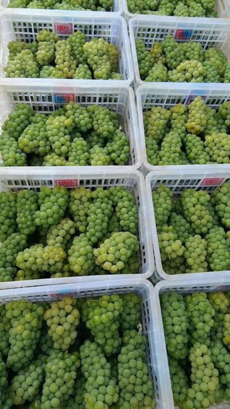 水晶葡萄5%以下0.8~1斤