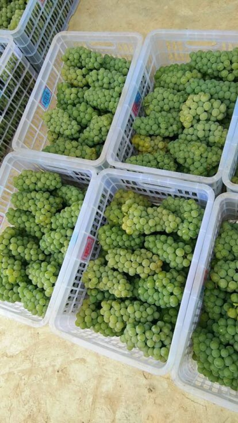 水晶葡萄5%以下0.8~1斤